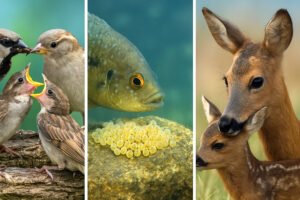 Illustrazione naturalistica che mostra diversi animali intenti a prendersi cura dei piccoli, simbolo dei meccanismi evolutivi e delle differenze tra madri e padri nel comportamento parentale.